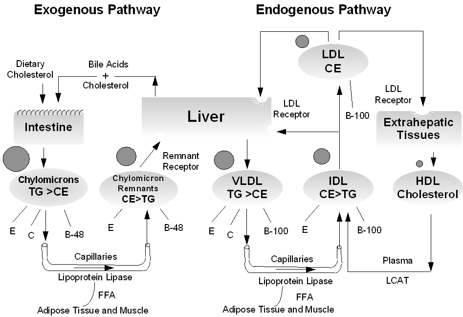 Brown et al. Endogenous and exogenous. Exogenous and endogenous deviations picture.